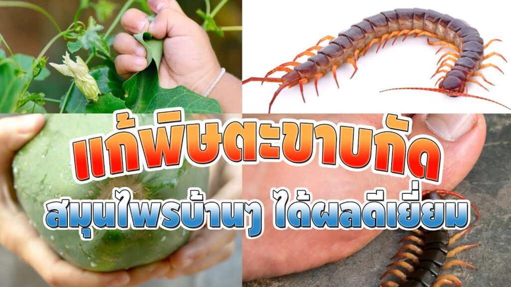 ตะขาบกัดใช้อะไรทา